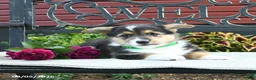 Welsh Corgi Pembroke dogs for sale: Ryan - Ad 5