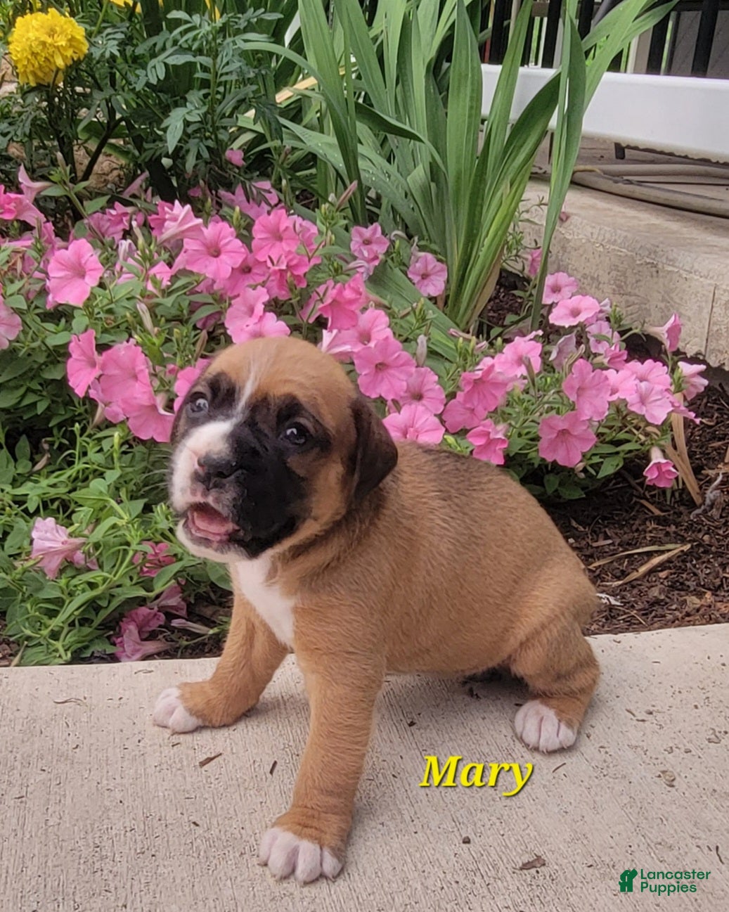 Boxer dogs Mary - Ad 2