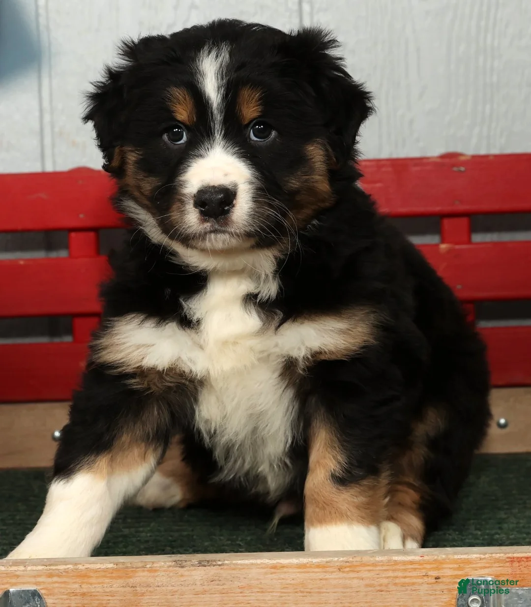 Australian Shepherd dogs for sale: Freddy - Ad 4