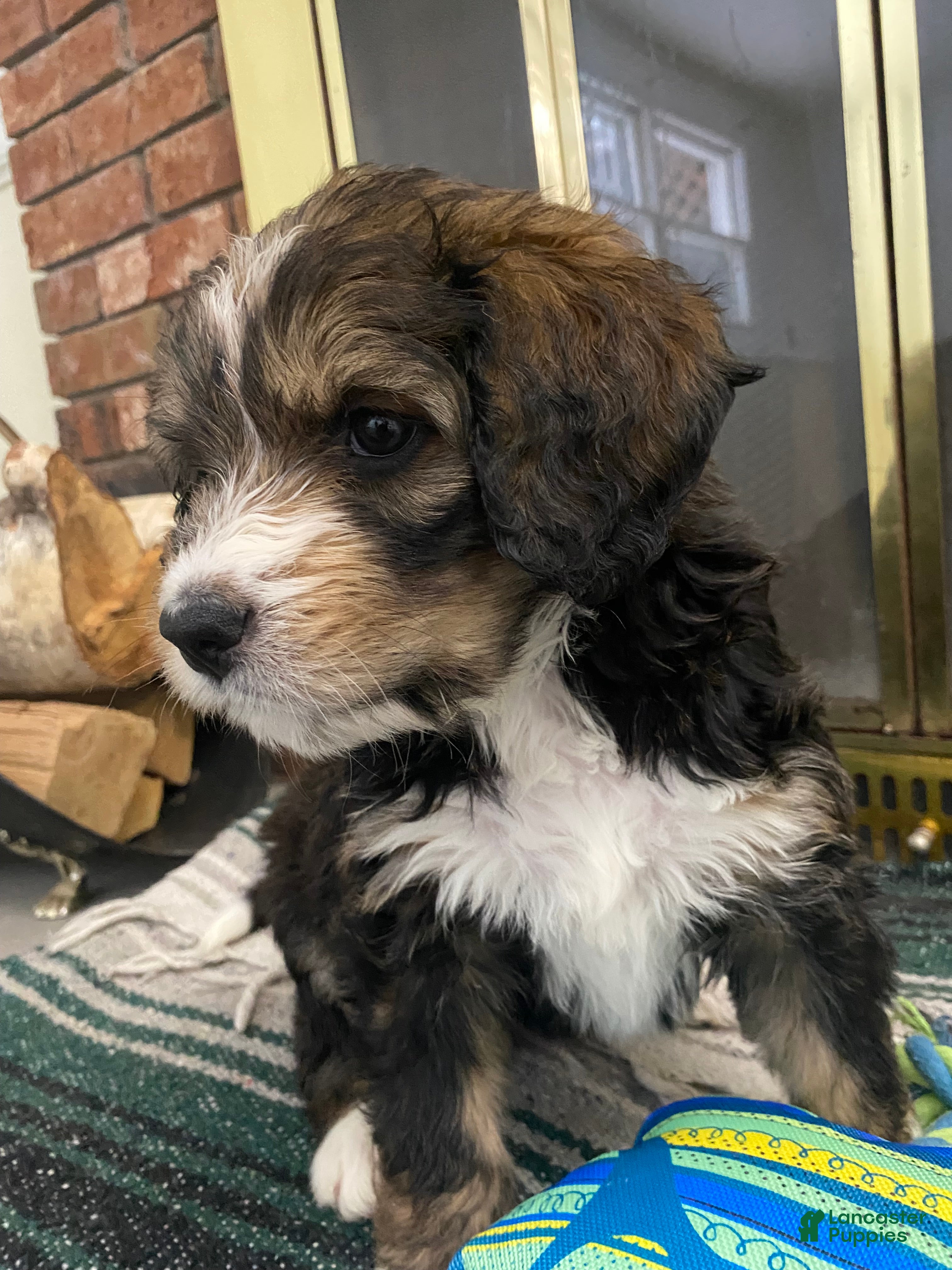 Bernedoodle dogs Penelope 13-16th -$200. 💖 - Ad 2