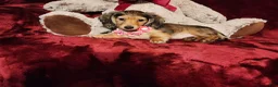 Miniature Dachshund dogs for sale: HONEY  - Ad 4