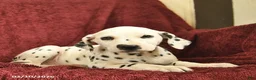 Dalmatian dogs for sale: Sage  - Ad 3