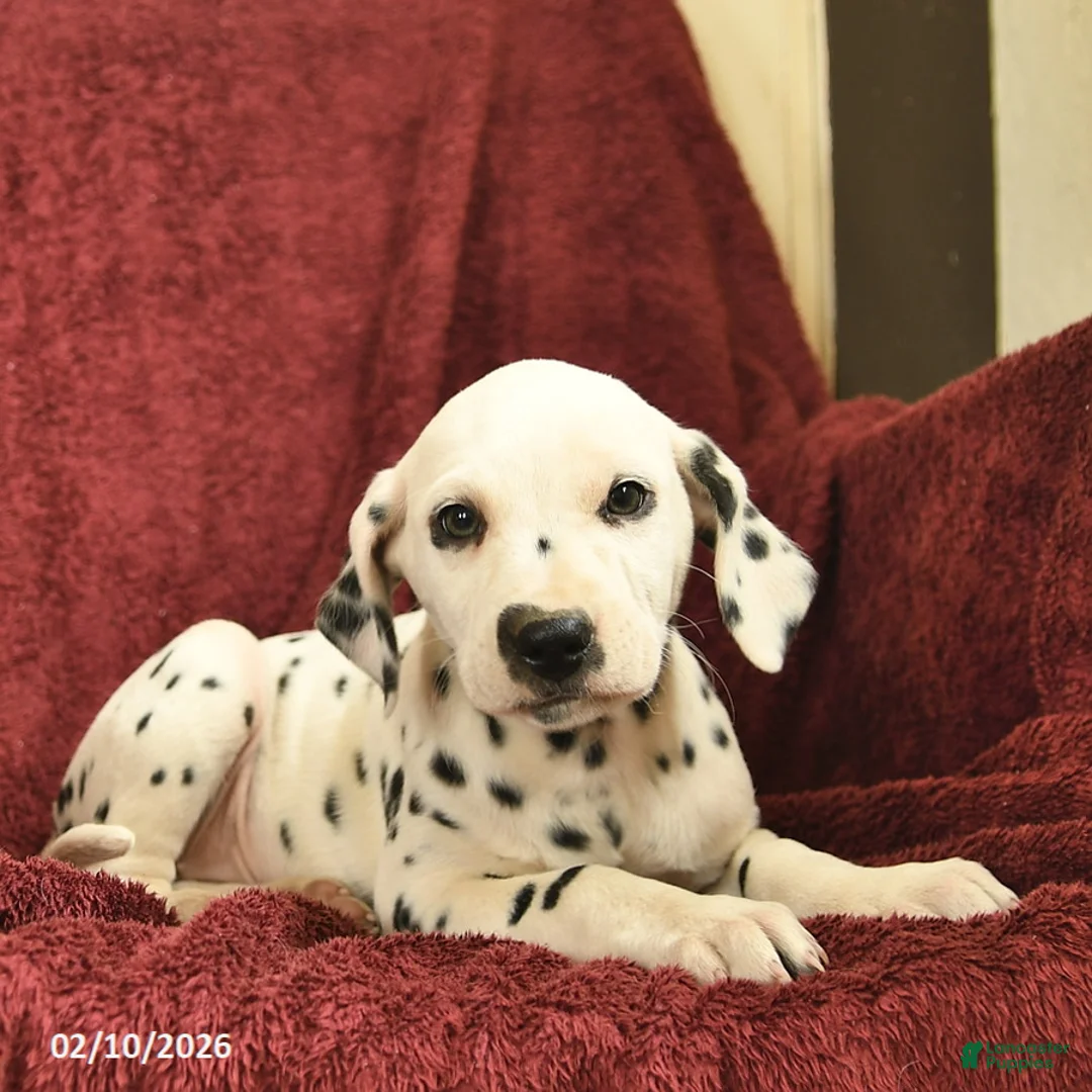 Dalmatian dogs for sale: Sage  - Ad 3