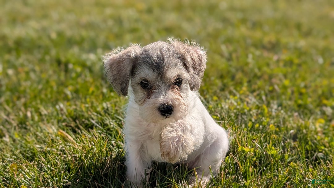 Mixed Breed dogs for sale: Nadia - Ad 8