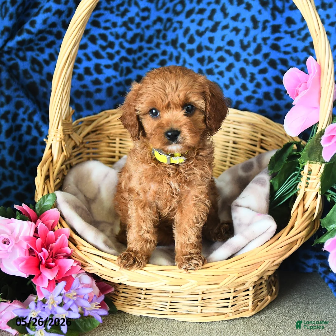 Cavapoo dogs for sale: Camila - Ad 1