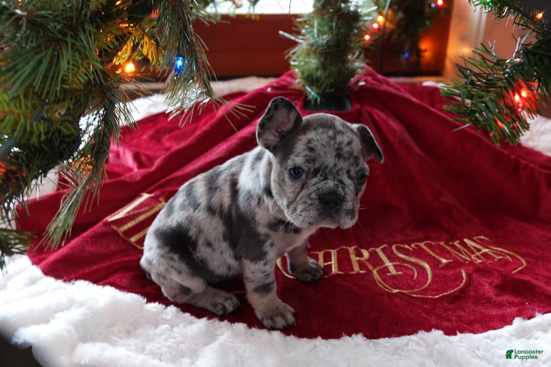 French Bulldog dogs for sale: MIA - Ad 9