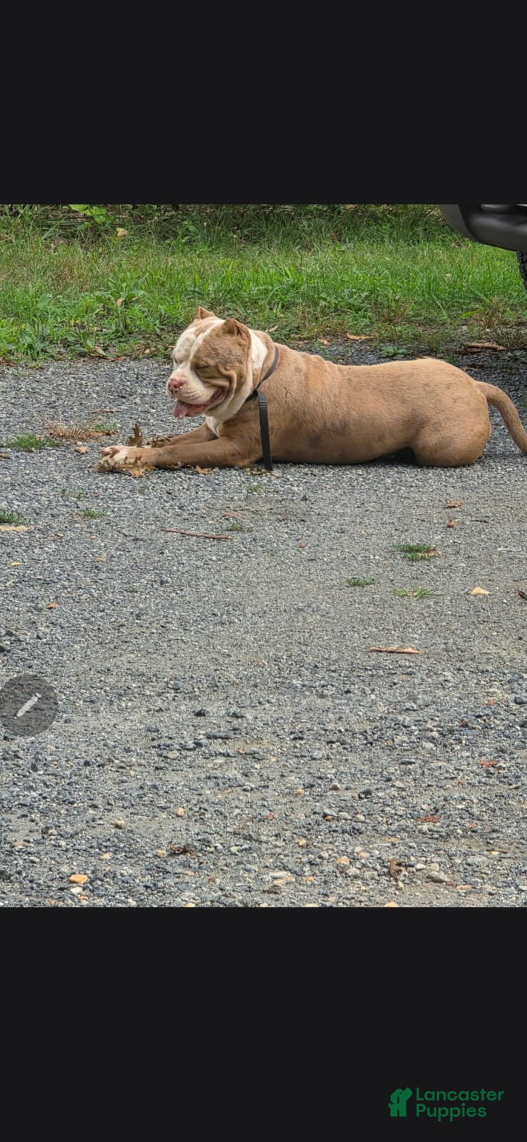 American Bully dogs for sale: American Bully 9 - Ad 38
