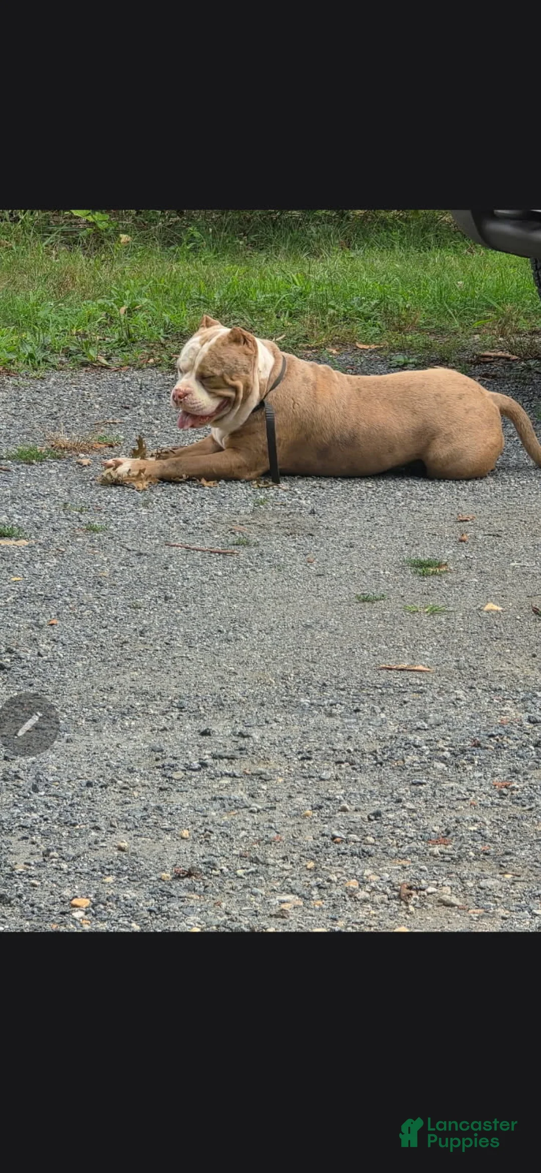 American Bully dogs for sale: American Bully 9 - Ad 1