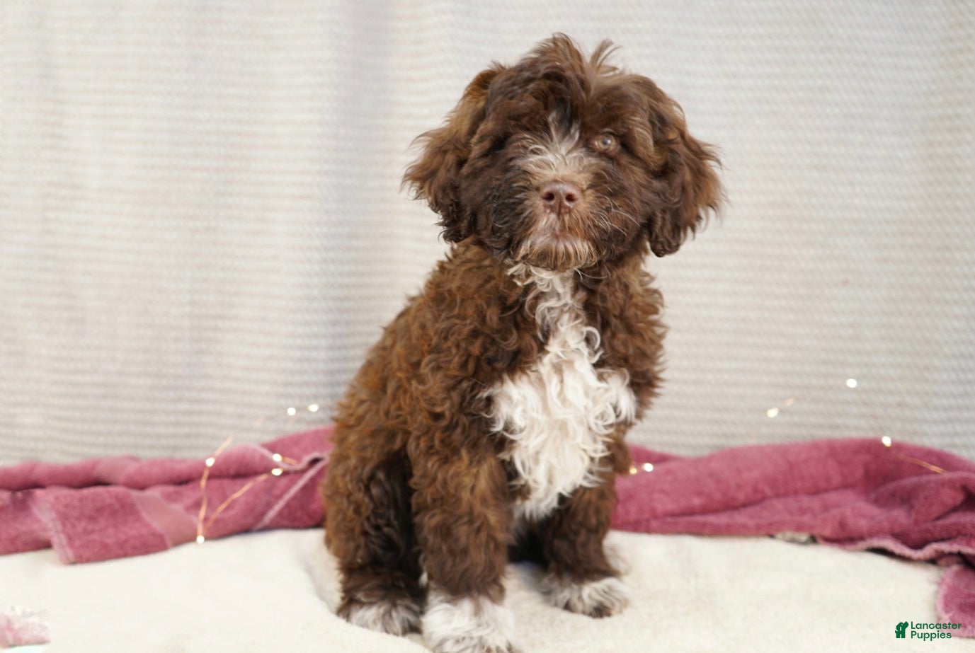 Portuguese Water Dog dogs Sofi  - Ad 1