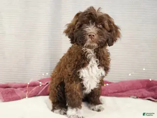 Portuguese Water Dog dogs Sofi - Ad 1