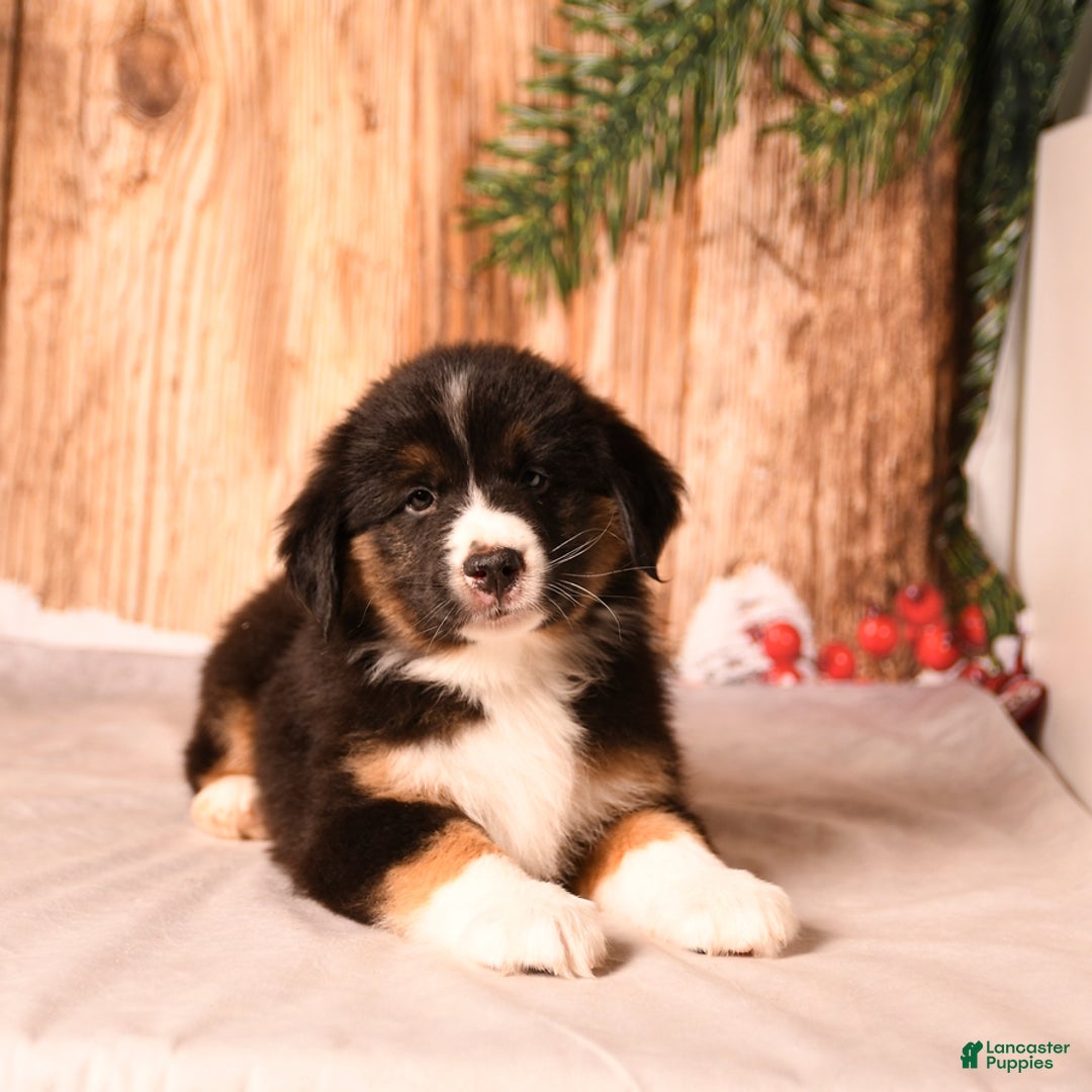 Miniature Australian Shepherd dogs for sale: Peppermint - Ad 3