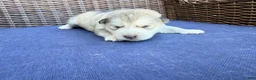Alaskan Malamute dogs for sale: Alaskan Malamute Puppy 3 - Ad 5
