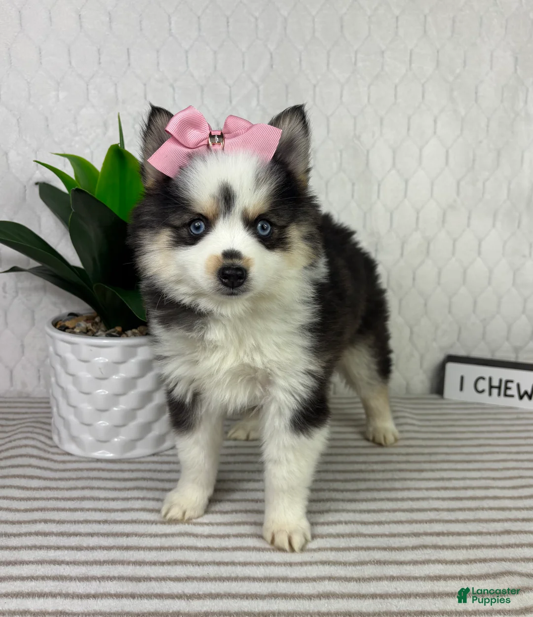 Pomsky dogs for sale: Penelope - Ad 3
