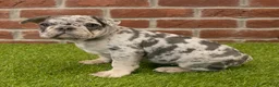 French Bulldog dogs for sale: Misty - Ad 5