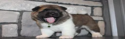 Akita dogs for sale: AKC Bear - Ad 11
