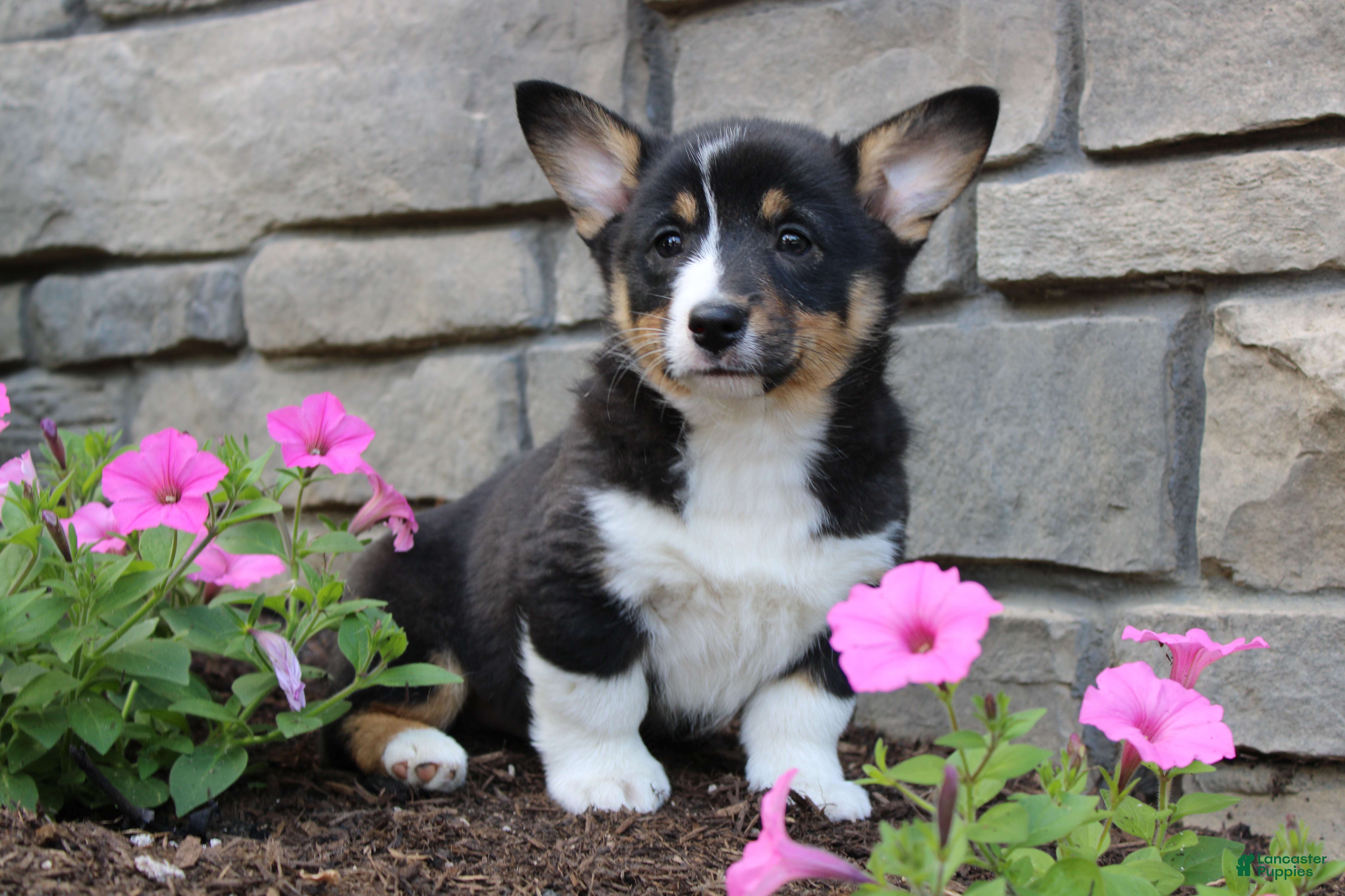 Welsh Corgi Pembroke dogs Diesel - Ad 1