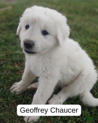 Great Pyrenees dogs Geoffrey Chaucer - Ad 4