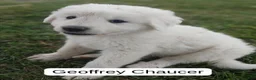 Great Pyrenees dogs for sale: Geoffrey Chaucer - Ad 1