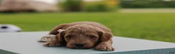 Mini Goldendoodle dogs for sale: Coleman - Ad 8