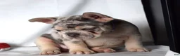 French Bulldog dogs for sale: Thea - Ad 20