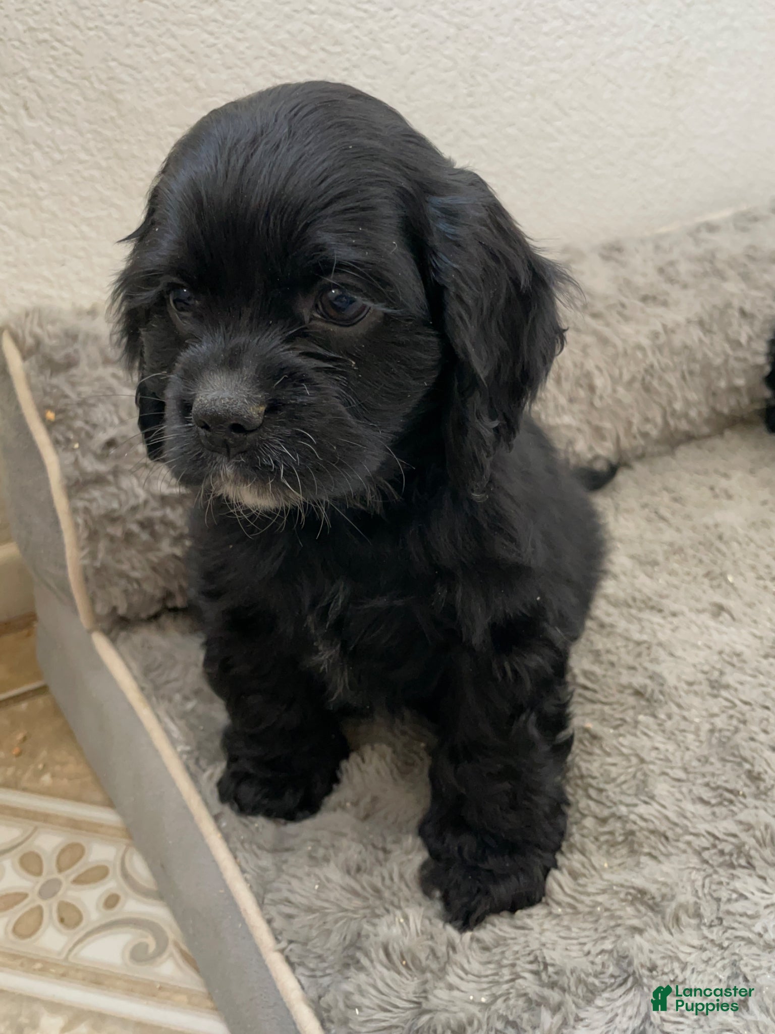 Cocker Spaniel dogs Billy - Ad 2