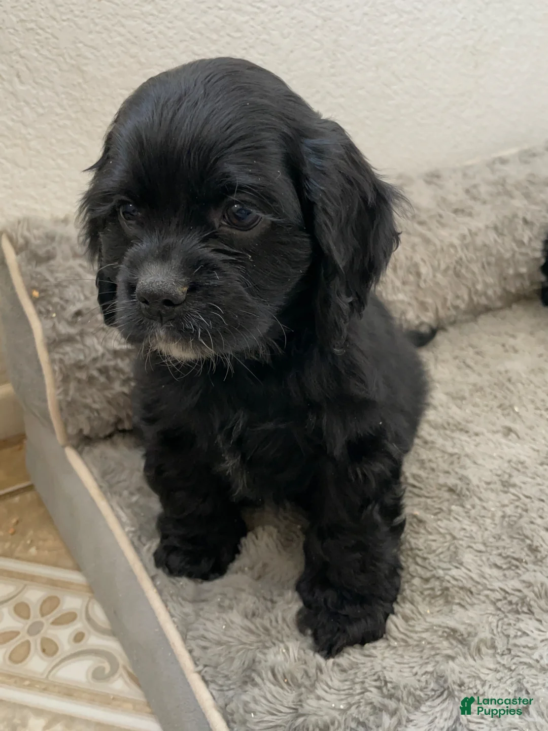 Cocker Spaniel dogs for sale: Billy - Ad 1