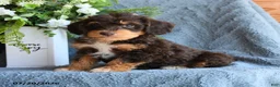 Schnoodle dogs for sale: Pogo - Ad 1