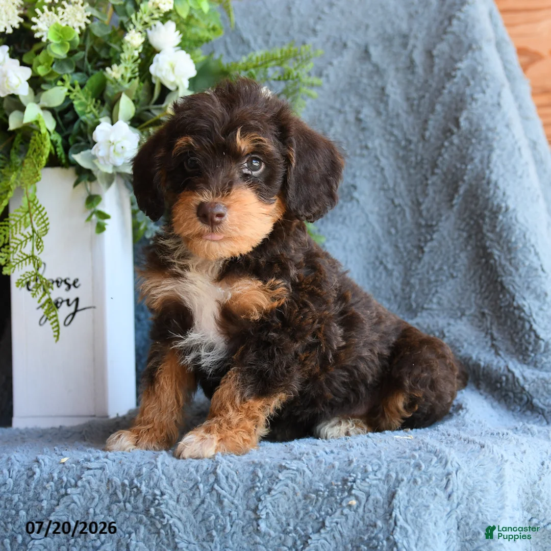 Schnoodle dogs for sale: Pogo - Ad 1