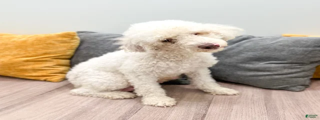 Bailey