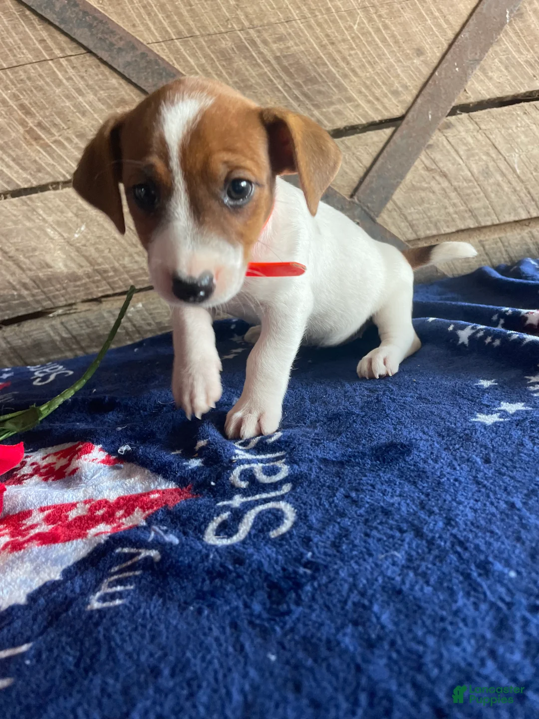 Jack Russell Terrier dogs for sale: Mona - Ad 4