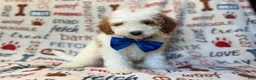 Miniature Poodle dogs for sale: Tofu - Ad 4
