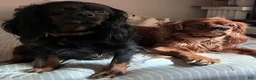 Cavalier King Charles Spaniel dogs for sale: Cavalier King Charles Spaniel Puppy 1 - Ad 11