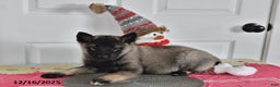 Norwegian Elkhound dogs for sale: Sparky - Ad 3