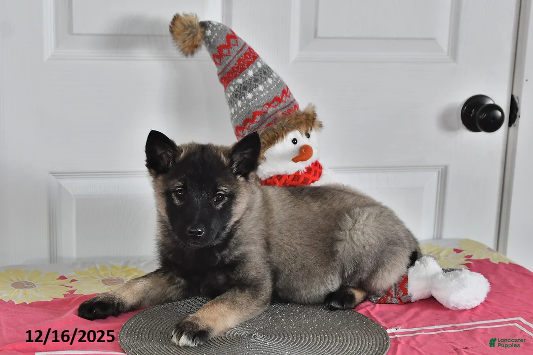 Norwegian Elkhound dogs for sale: Sparky - Ad 3