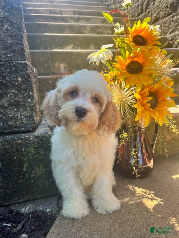 Cavapoo dogs for sale: Louie - Ad 3