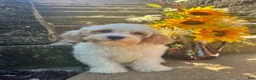 Cavapoo dogs for sale: Louie - Ad 1