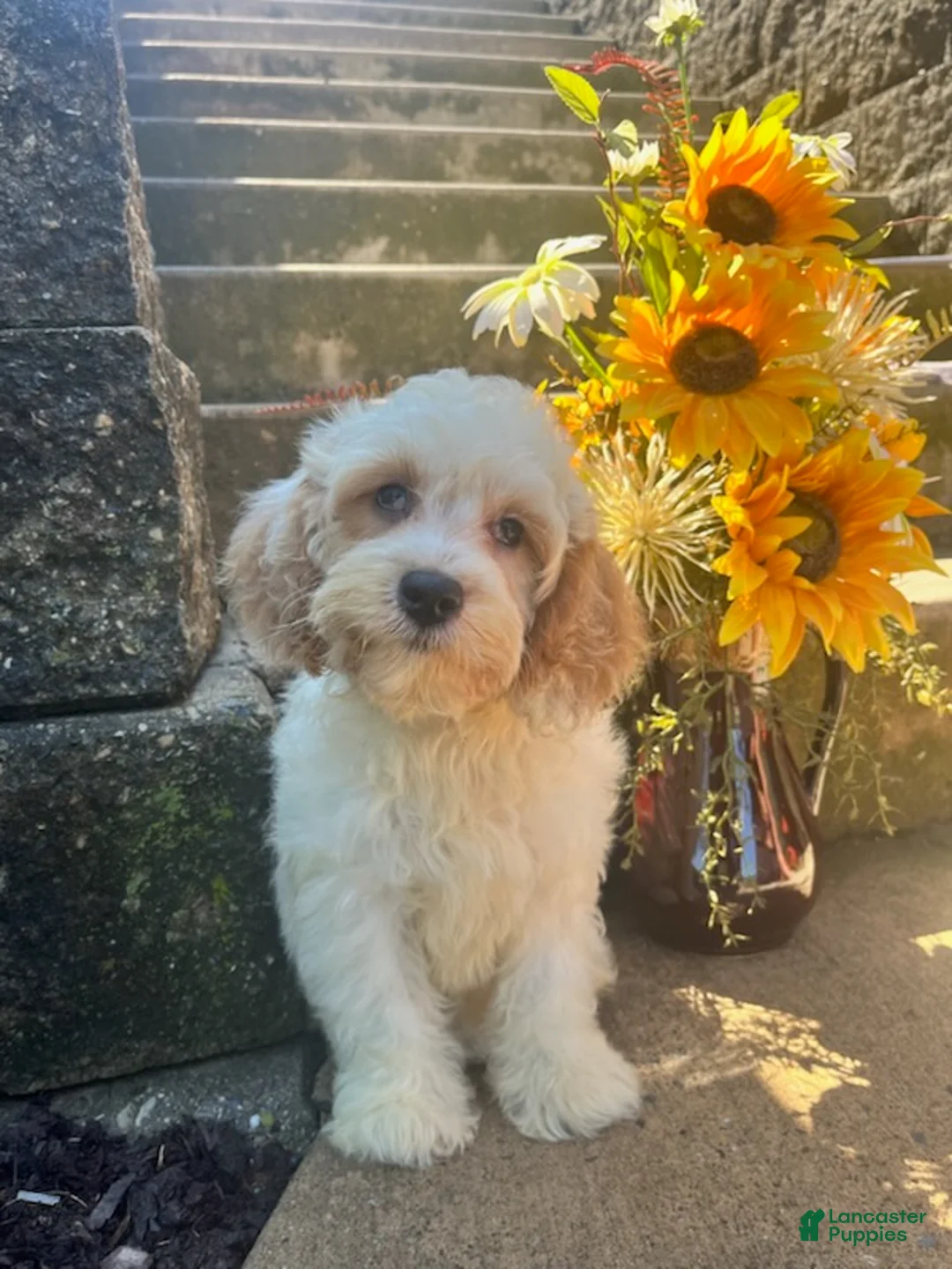 Cavapoo dogs for sale: Louie - Ad 1