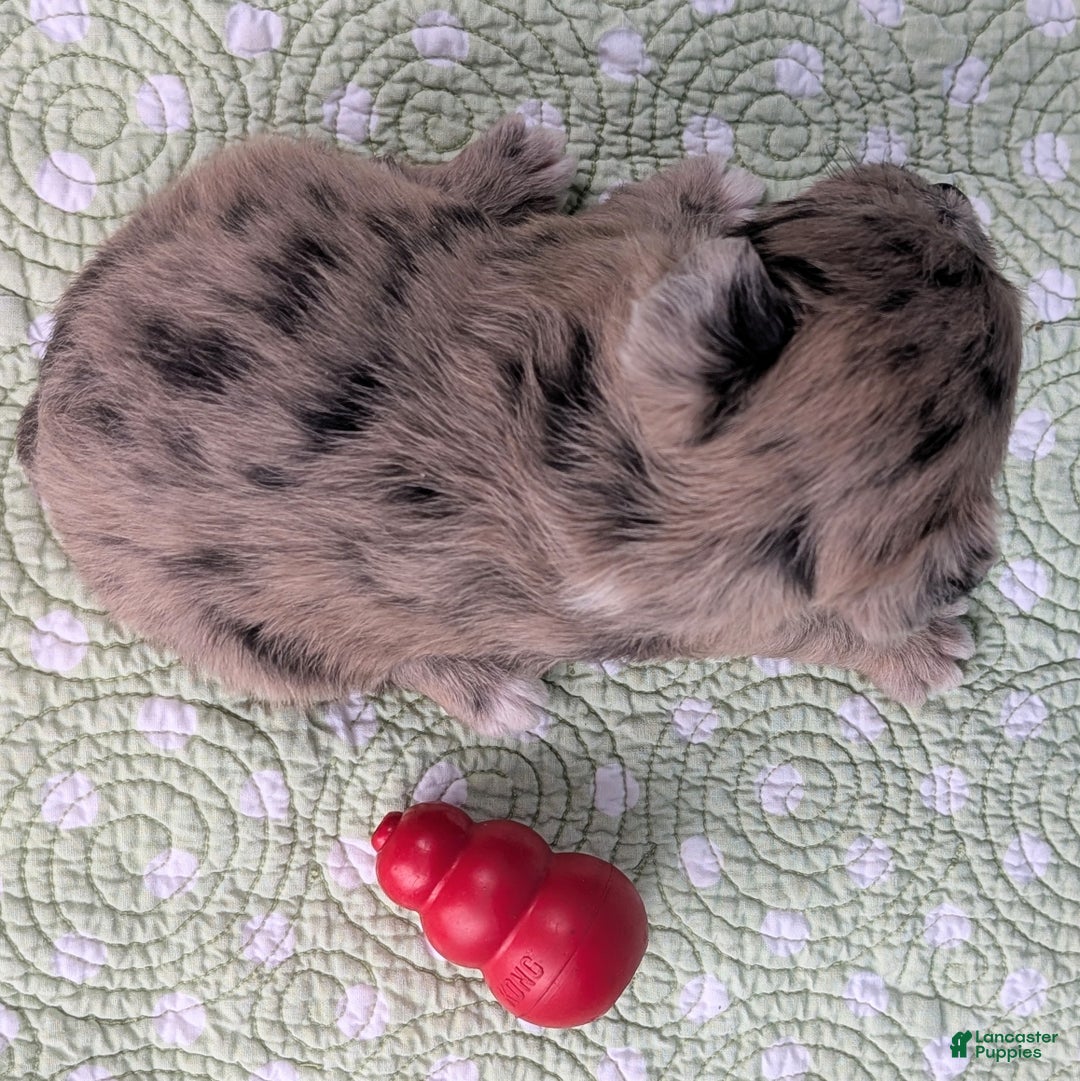 Mixed Breed dogs for sale: Princess - Ad 7