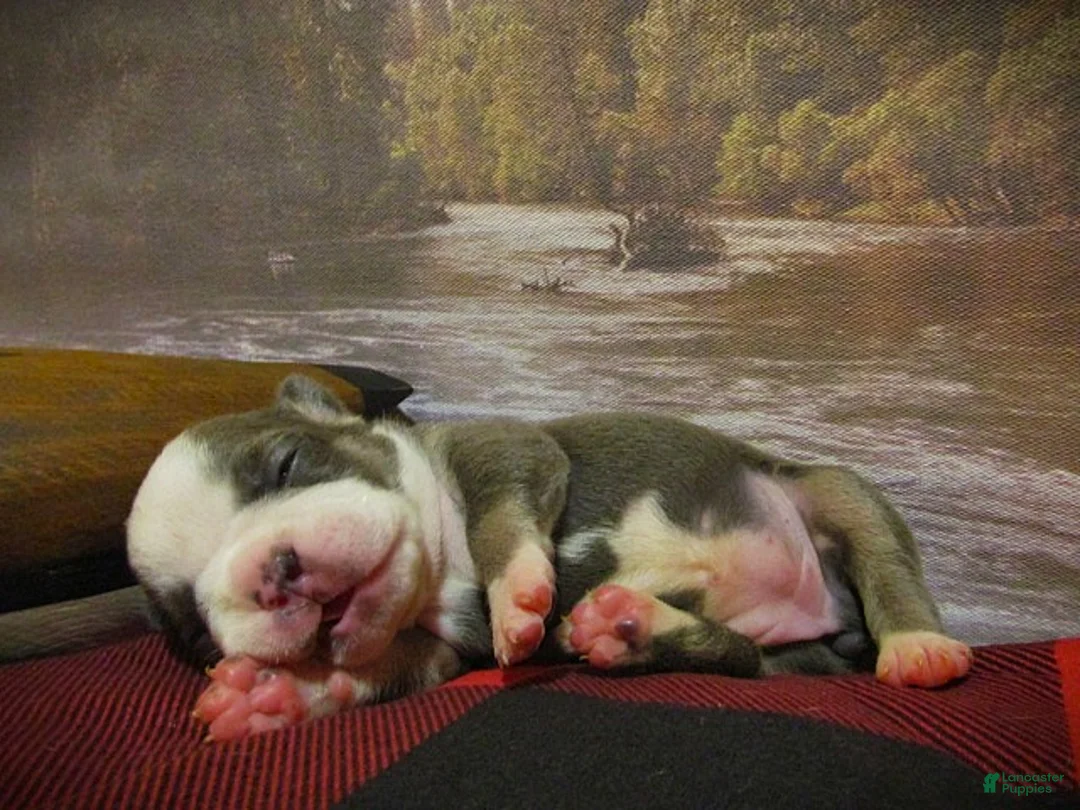 Frenchton dogs for sale: Scout - Ad 2