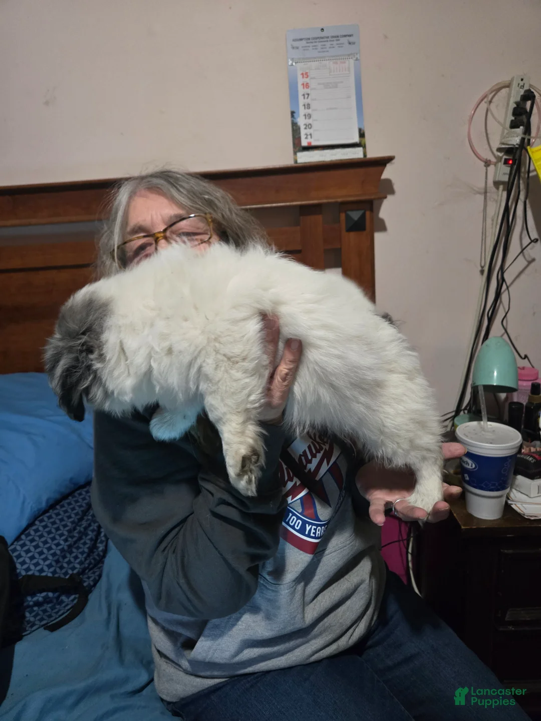 Mixed Breed dogs for sale: Mixed Breed Puppy 1 - Ad 1