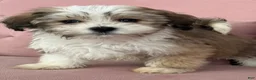 Havanese dogs for sale: Sugar - Ad 5