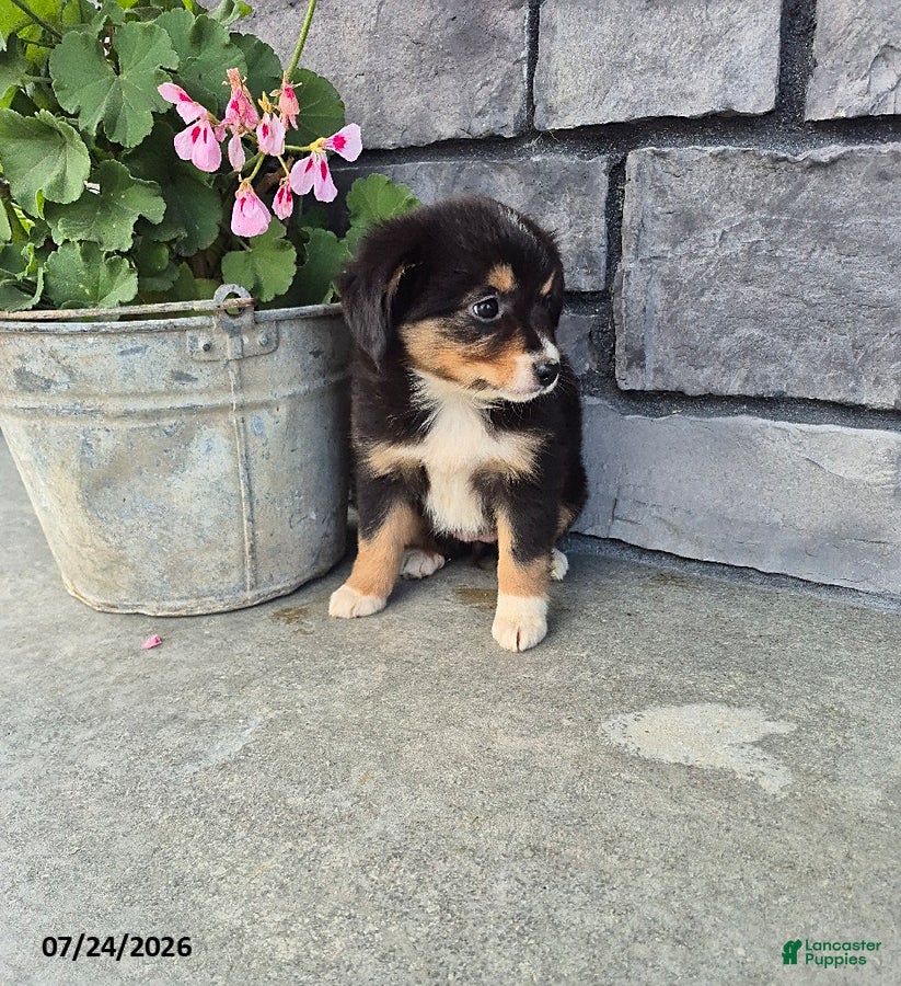 Mini Bernedoodle dogs Esther - Ad 2