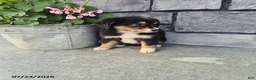 Mini Bernedoodle dogs for sale: Esther - Ad 2