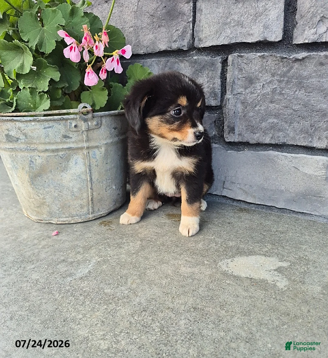 Mini Bernedoodle dogs for sale: Esther - Ad 2