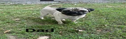Pug dogs for sale: Orange Male - Ad 7