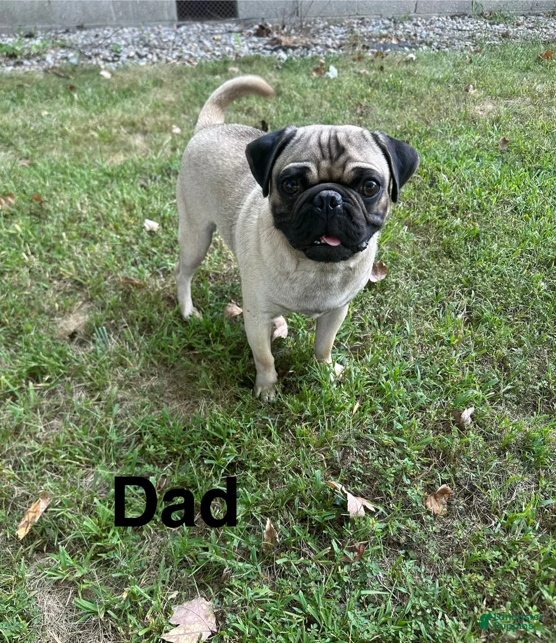 Pug dogs for sale: Orange Male - Ad 7