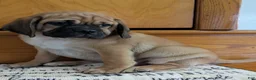 Puggle dogs for sale: Chance  - Ad 14