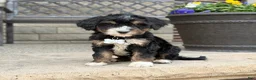 Bernedoodle dogs for sale: Stunning Bernedoodle - 3yr Warranty - Family Socialized - Tri  - Ad 3