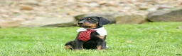 Doberman Pinscher dogs for sale:  Domino (Black Rust)🖤🐾 - Ad 10