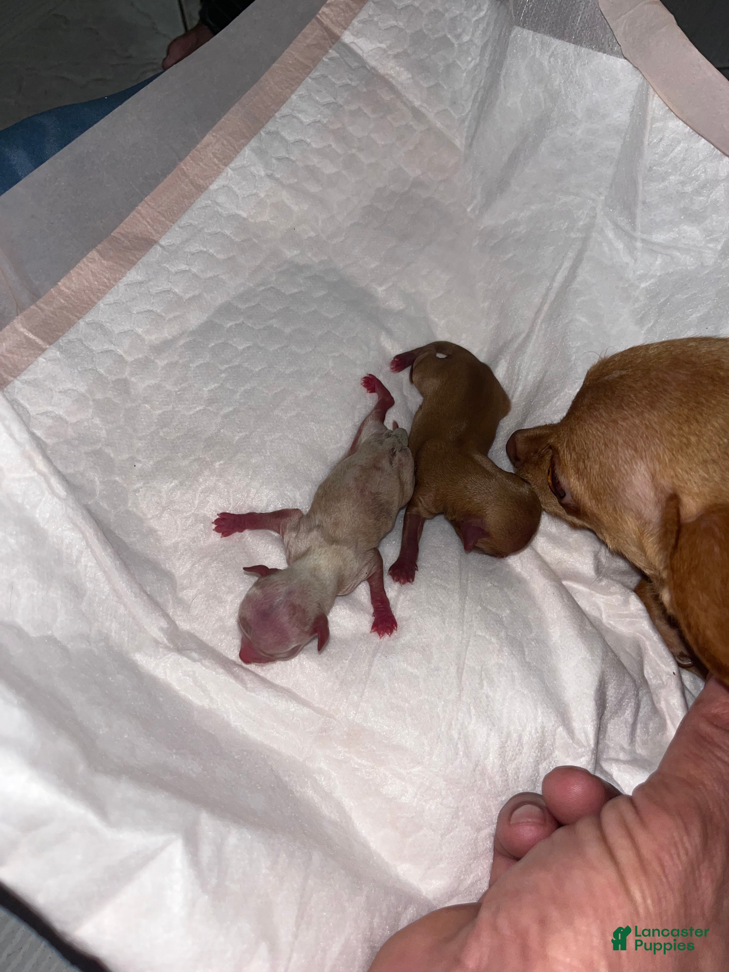 Chihuahua dogs Chihuahua Puppy 2 - Ad 18